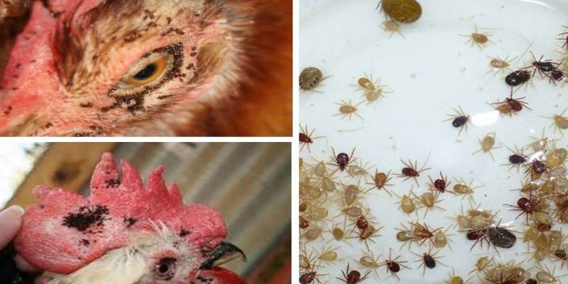 Mặc dù có kích thước nhỏ, nhưng là ký sinh vật đáng gờm với khả năng hút máu