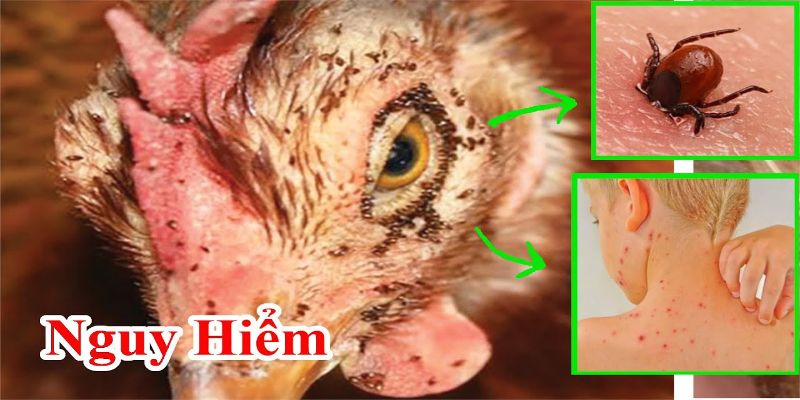 Mạt gà là một loại ký sinh thú máu hoạt động hút máu trên gà và người