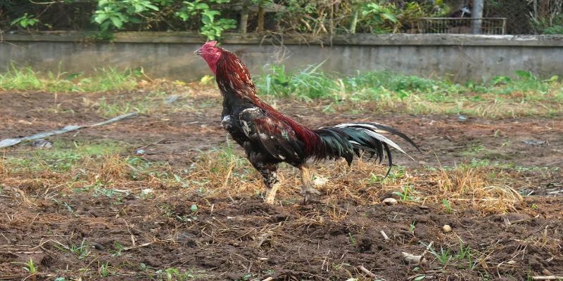 Đảm bảo rằng chuồng và khu vực nuôi gà Gallus được bảo vệ