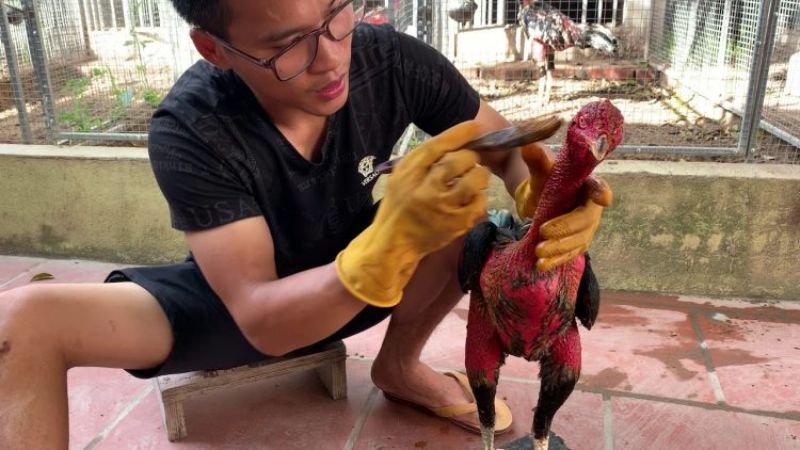 Cách vào nghệ và om bóp cho gà đòn