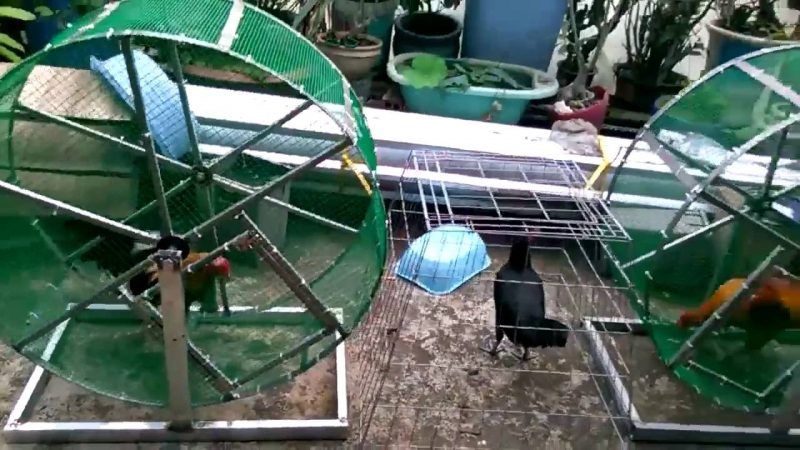 Cho gà chạy lồng để tập lực