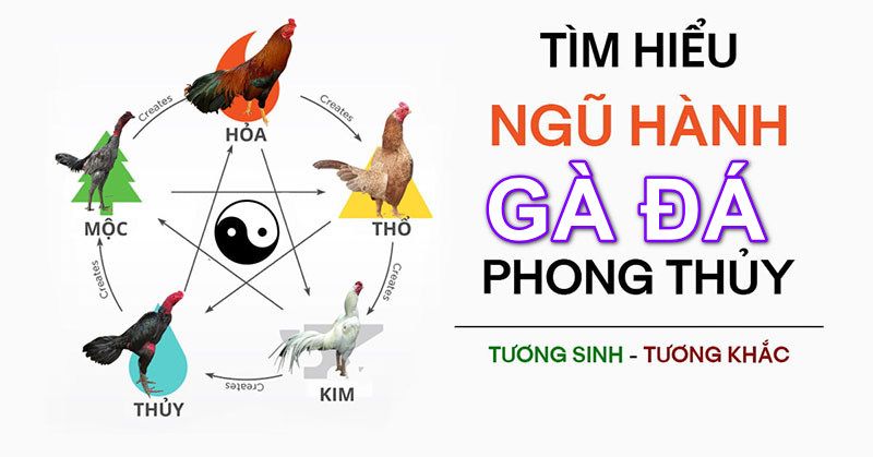 Tìm hiểu chiến kê thuộc mạng gì để chọn ngày đá gà đòn