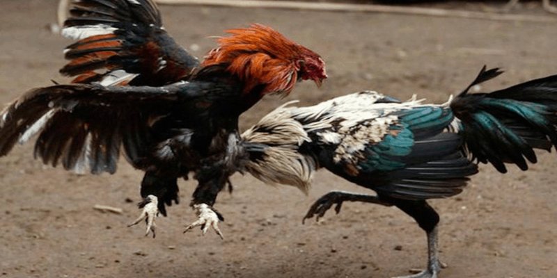 Đá gà trực tiếp cung cấp những gì?