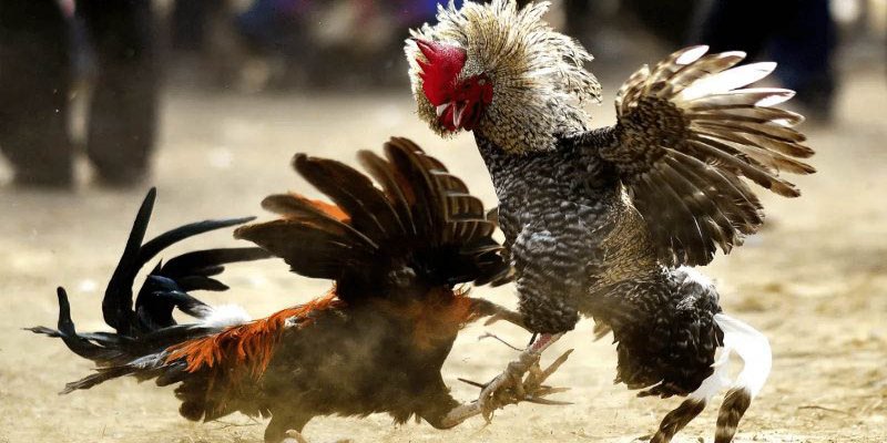 Đá gà trực tiếp 999 hỗ trợ nhiều loại cá cược