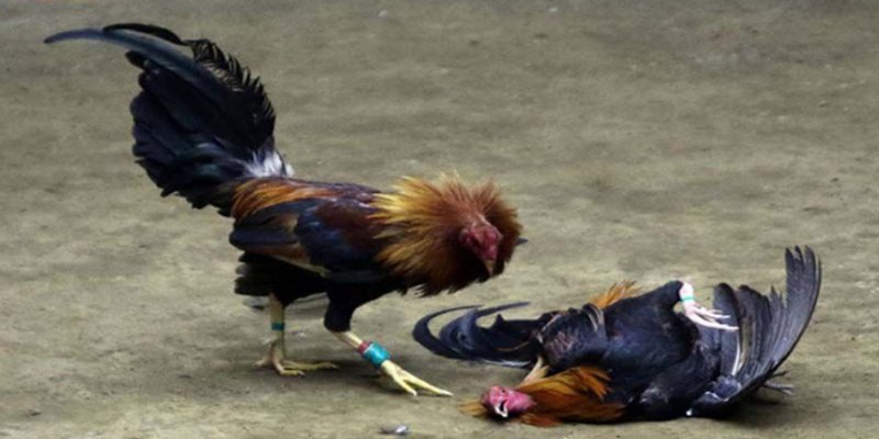 Tìm hiểu về trang đá gà trực tiếp 999