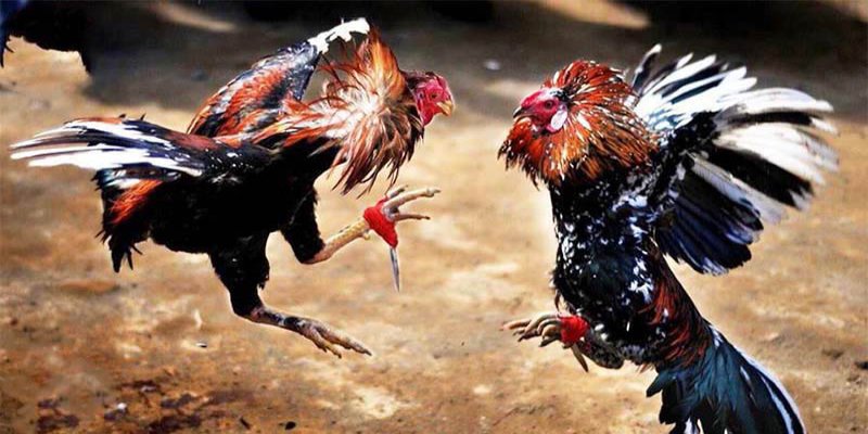 Dễ dàng cập nhật liên tục các trận đấu mới
