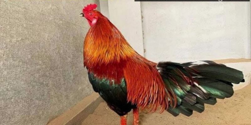 Đặc điểm của giống xanh mồng trích