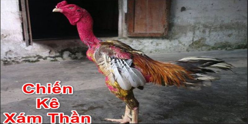 Đảm bảo rằng gà Gallus có một môi trường sạch sẽ