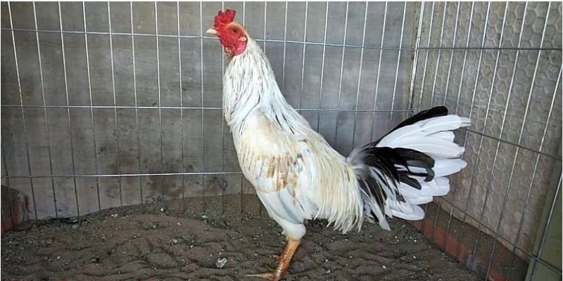 Chủ gà nên cân nhắc trước khi quyết định cho gà bướm tham gia các trận đấu 
