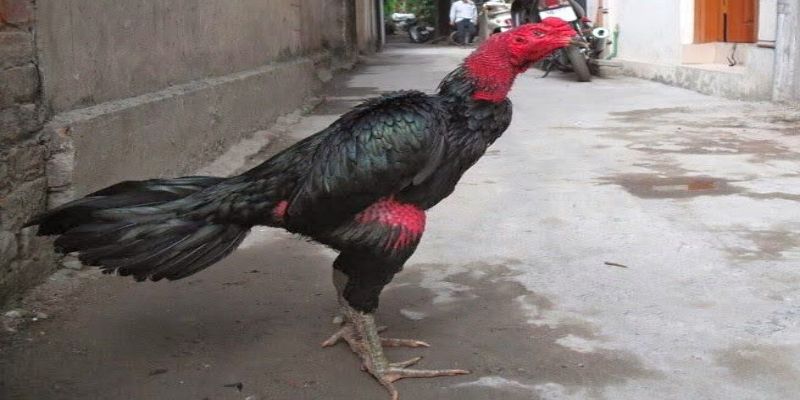 Khu vực Miền nam nổi tiếng với dòng gà chọi Việt 