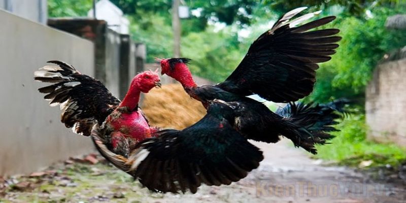 Gà chọi Việt tung đòn khí chất, dễ dàng hạ gục đối thủ