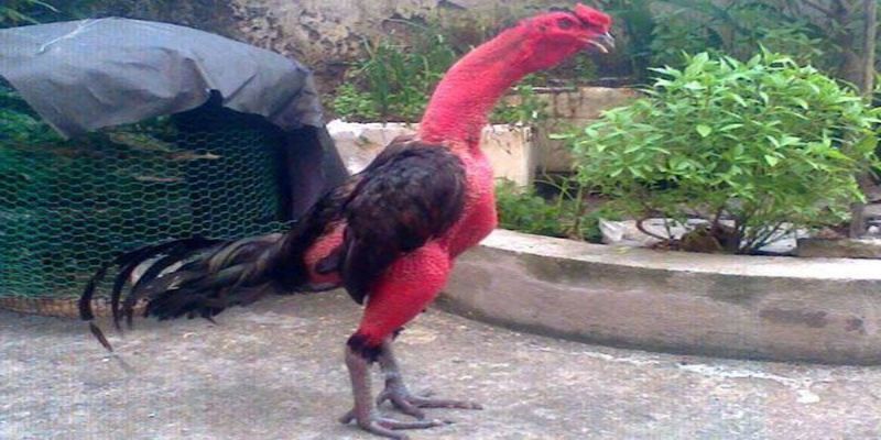 Gà chọi Việt hay được gọi với cái tên như gà đá, gà nòi