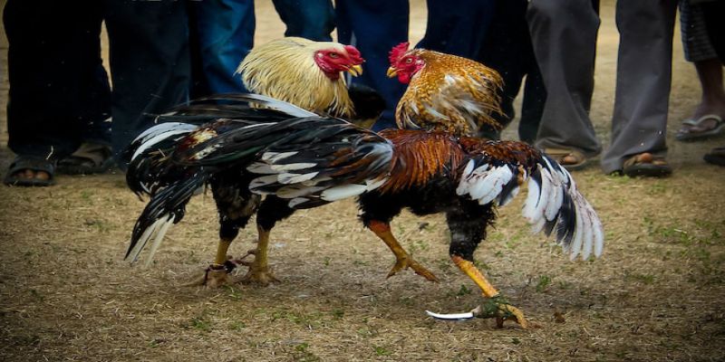 Gà chọi Việt trở thành nét đẹp văn hóa dân tộc Việt Nam