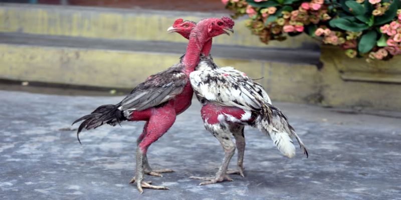 Gà chọi Việt xuất hiện ở khắp mọi miền Việt Nam