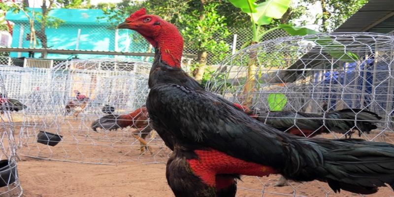 Một số đặc điểm giúp người chơi chọn được gà chọi chất lượng