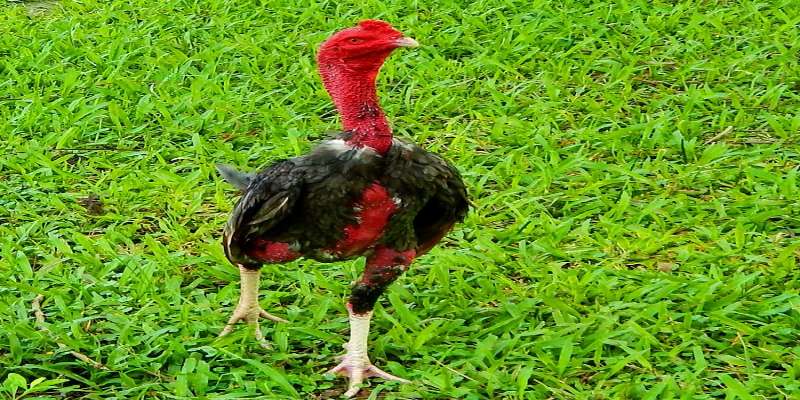 Những dòng gà đá khỏe, sức chiến đấu tốt ở nước ta
