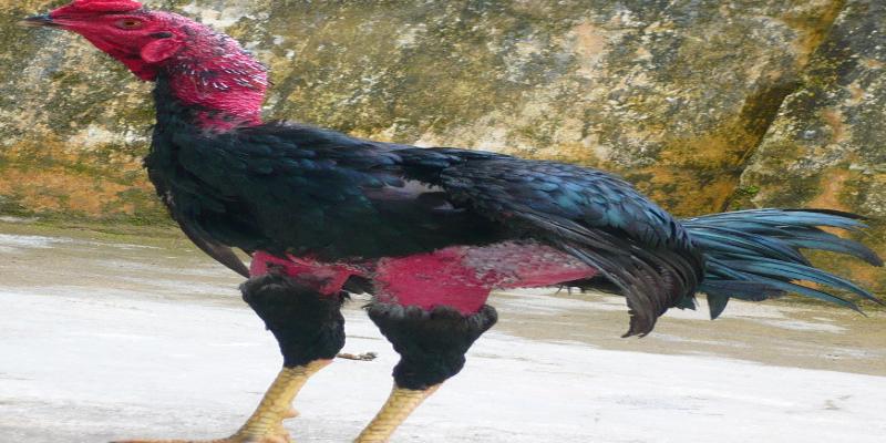 So sánh về dáng vẻ bề ngoài của 2 giống gà