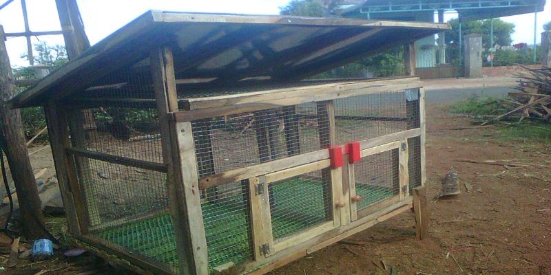 Đảm bảo chuồng gà được thiết kế sao cho gà không thể trốn thoát