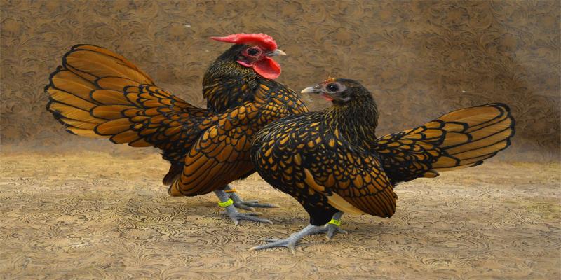 Chuồng gà cần xây dựng thông thoáng, sạch sẽ