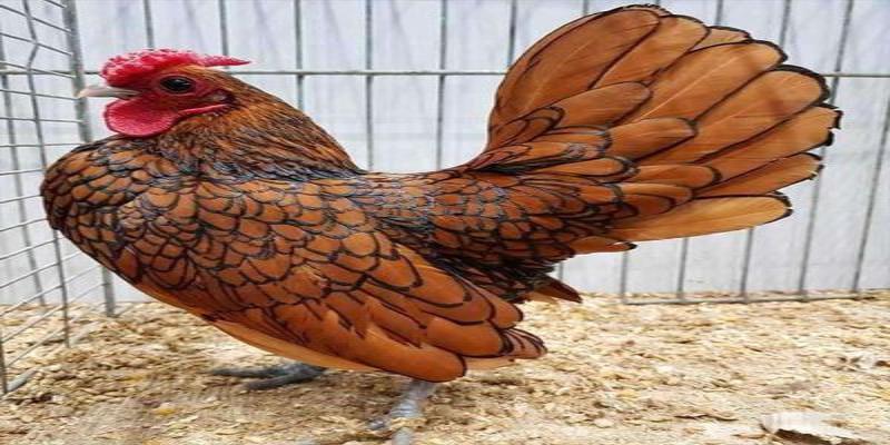 Hoa văn trên bộ lông gà có hình dạng độc đáo