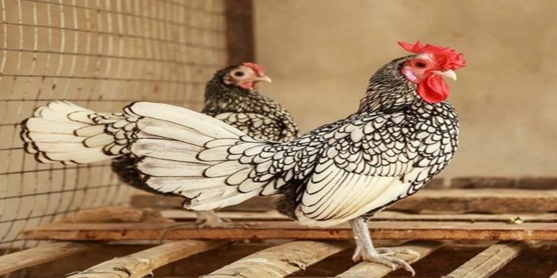 Màu lông gà có 2 màu sắc chủ đạo là trắng bạc và vàng đồng