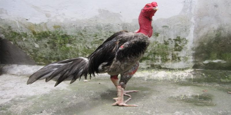 Hiện nay ở nước ta bà con đang mở rộng mô hình chăn nuôi giống gà Gallus