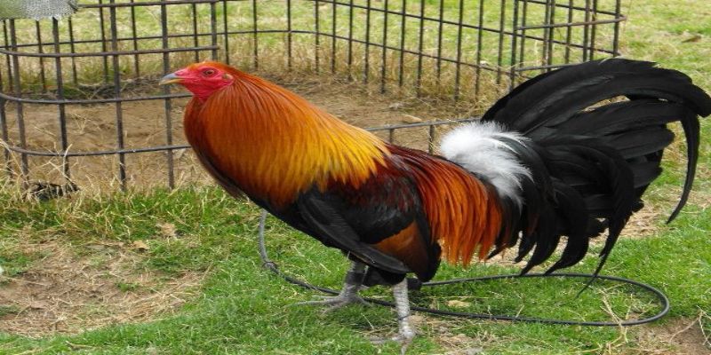 Gà tre Kelso là một ví dụ tiêu biểu về sự sáng tạo của giới sư kê