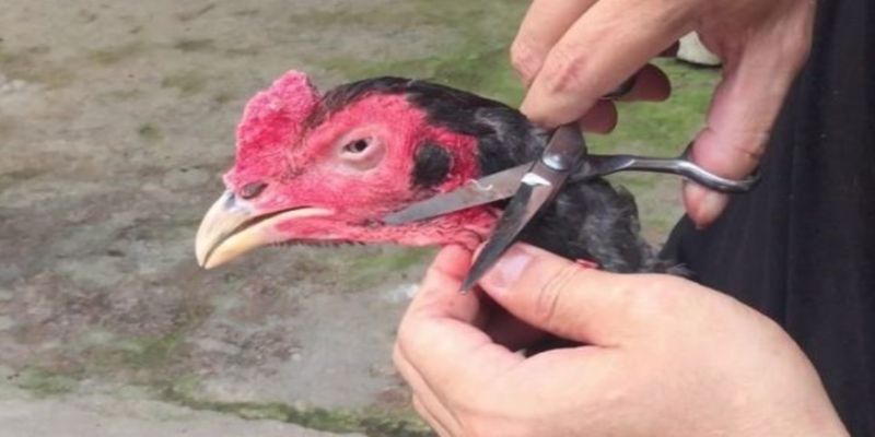 Cắt tai tích cho chiến kê