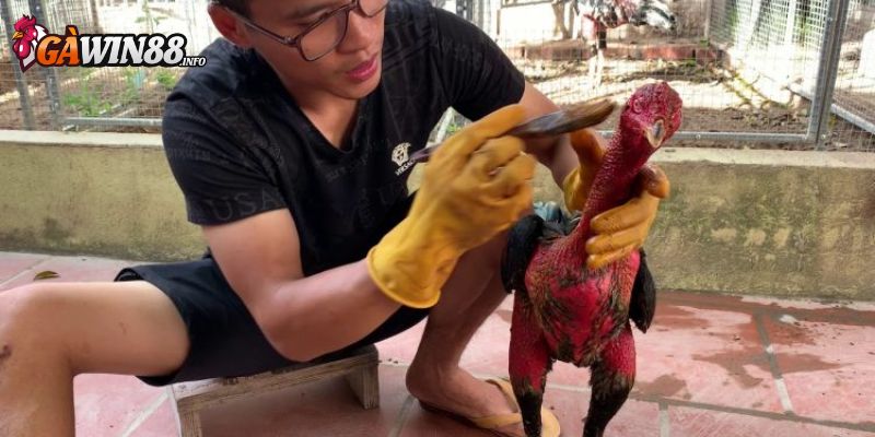 Bỏ túi lưu ý khi thực hiện vào nghệ cho chiến kê 
