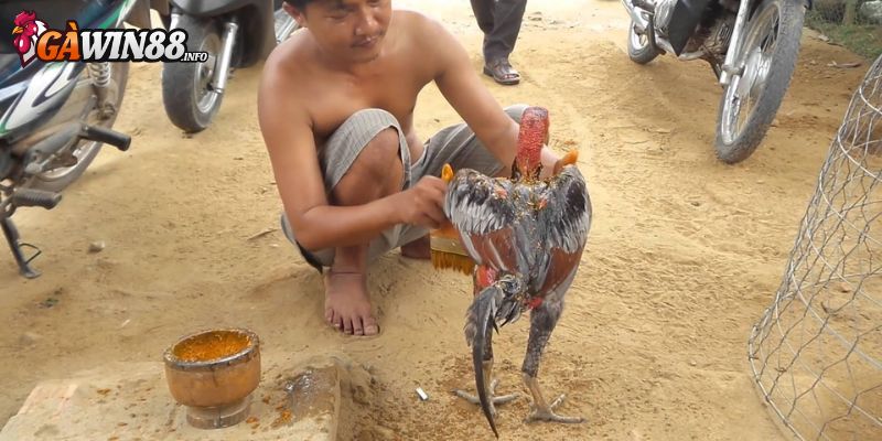 Bỏ túi những phương pháp chăm sóc chiến kê 