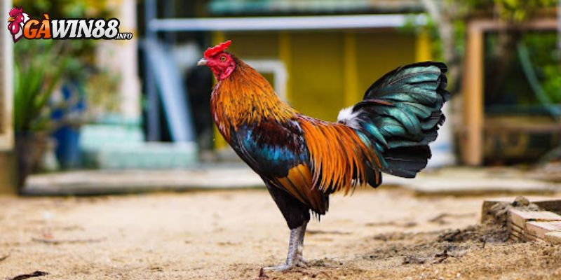 Cách lựa chọn gà tre đá cựa sắt tốt nhất 