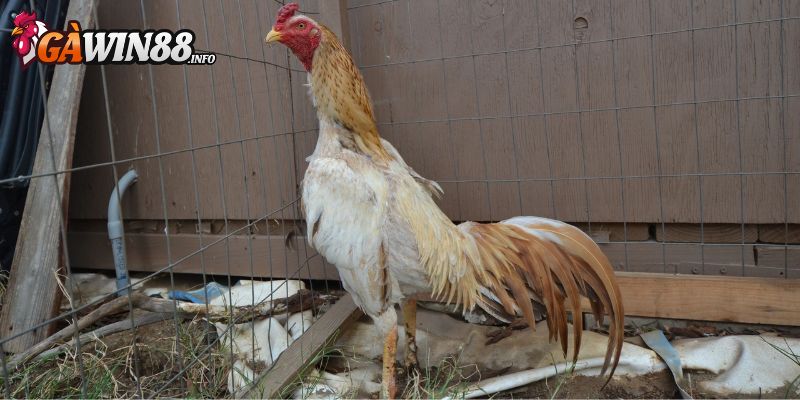 Chủng loại này có vai rộng, nhiều cơ bắp săn chắc 