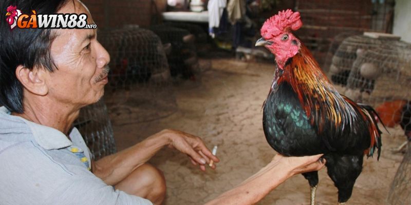 Chuyên gia hướng dẫn cách chăm sóc chiến kê 