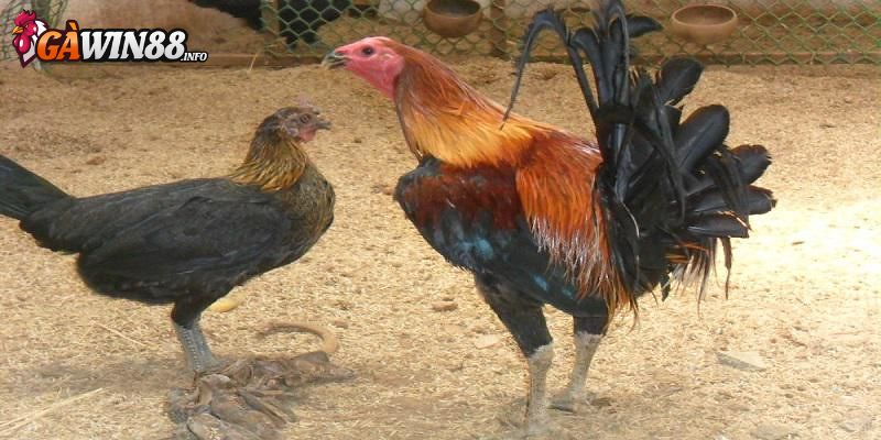 Đặc điểm nhận dạng qua phần đuôi 