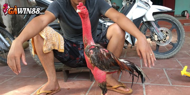 Đem gà ra phơi nắng sau khi bôi nghệ xong 