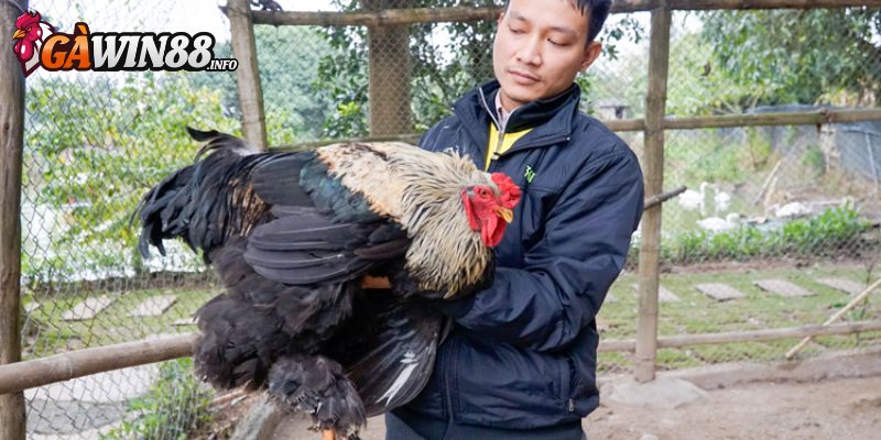 Đi tìm hiểu về dòng gà khổng lồ Ấn Độ 