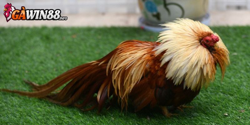Dòng Asil Bantam rất được ưa chuộng 