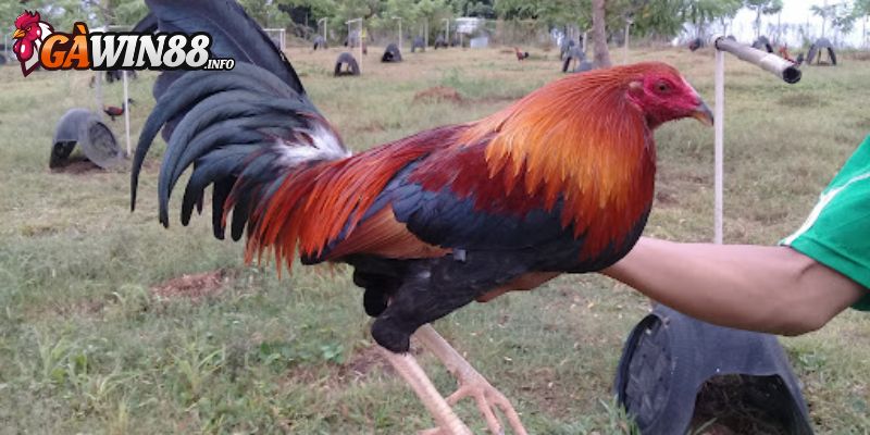 Dòng Kulang Asil nặng tới 6kg