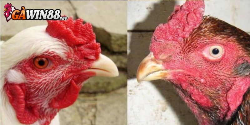 Dòng gà này thường có mào dâu hoặc mào trích 