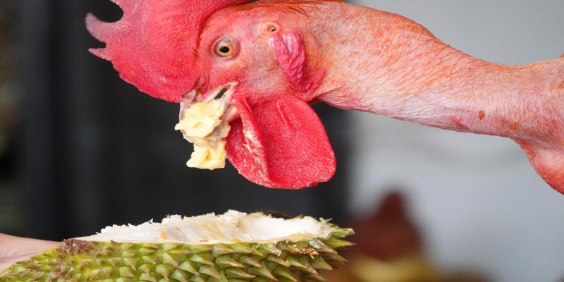 Gà cưng trụi lông miền Tây đam mê ăn sầu riêng