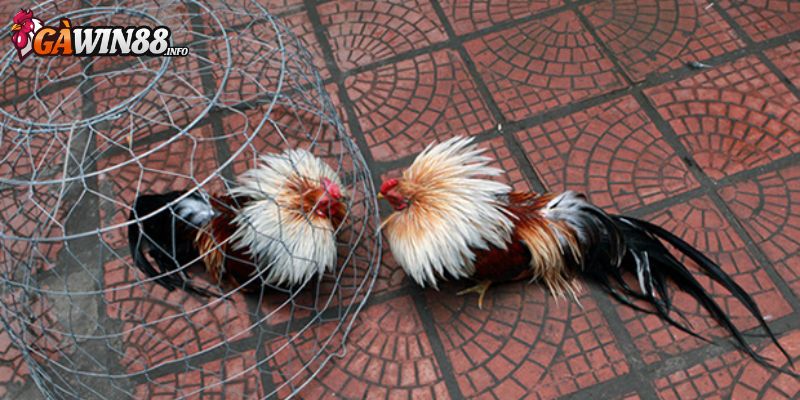 Ghi nhớ lưu ý khi huấn luyện gà tre đá