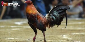 Khám phá về dòng gà peru đá cựa tròn lừng danh 