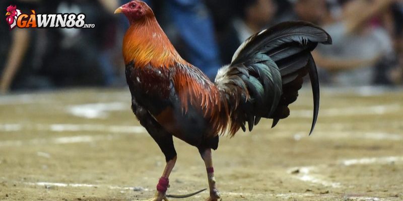 Khám phá về dòng gà peru đá cựa tròn lừng danh 