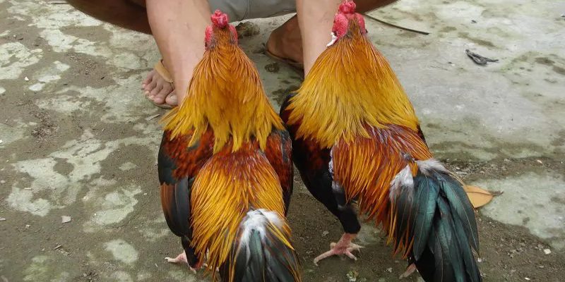 Cách nhận diện dễ dàng từng giống linh kê tử mị 