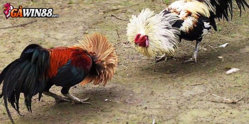 Thường xuyên đem gà huấn luyện 