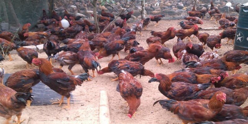 Bật mí kỹ thuật nuôi gà lai chọi cực chuẩn