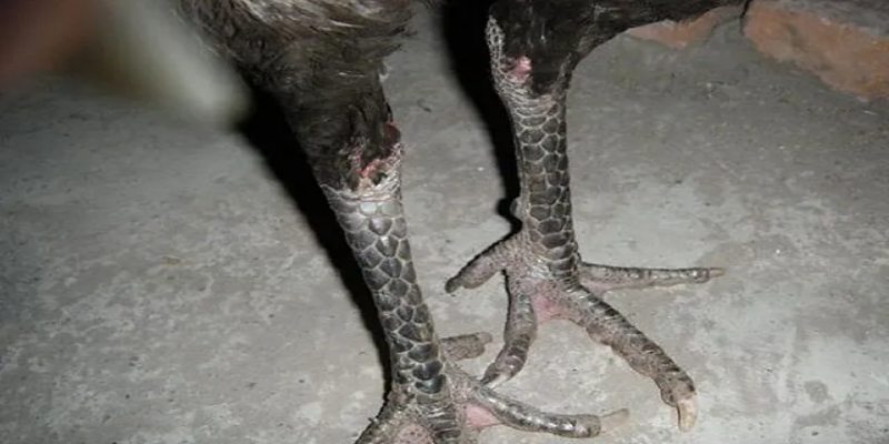 Chân chì là giống tốt nếu sư kê biết cách lựa chọn