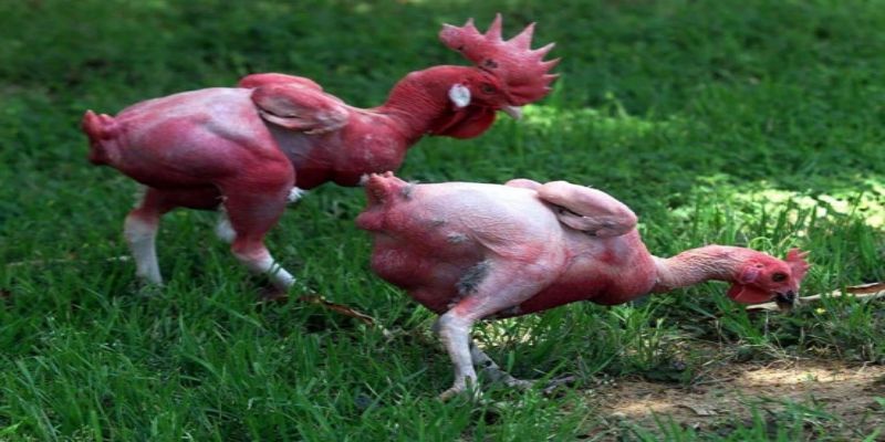 Đánh giá ưu và nhược điểm của chủng không lông