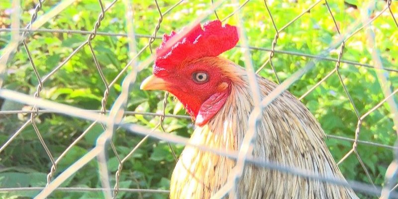 Gà mồng dâu vẫn giữ được lợi thế trên chiến trận