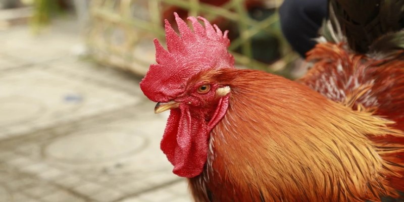 Gà mồng vua vẫn có thể tham gia đá cựa